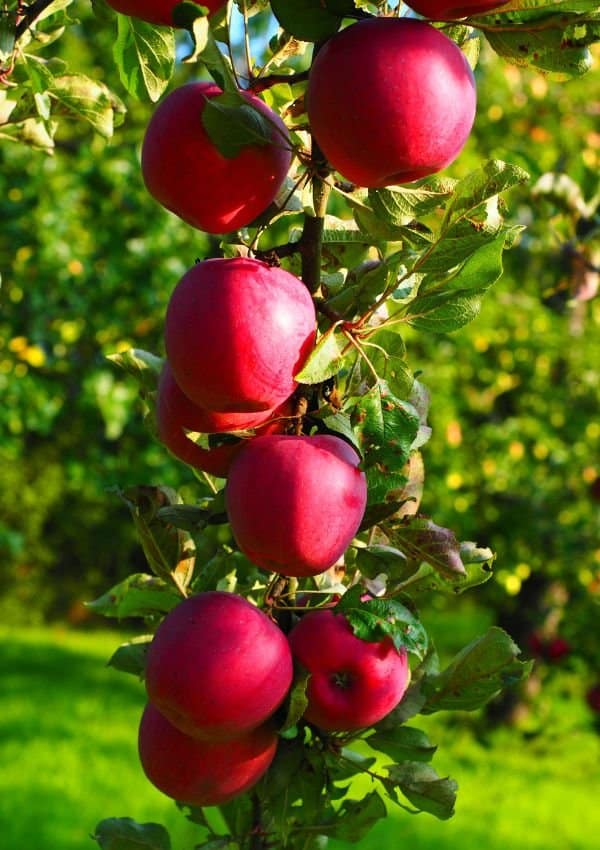 Apple Jacks Orchard